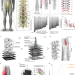 Activity-dependent spinal cord neuromodulation rapidly restores trunk and leg motor functions after complete paralysis